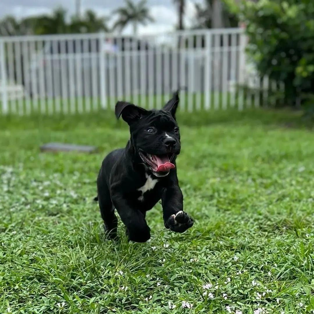 Sweet Cane Corso companion