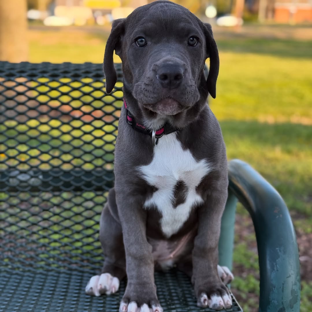Gia
