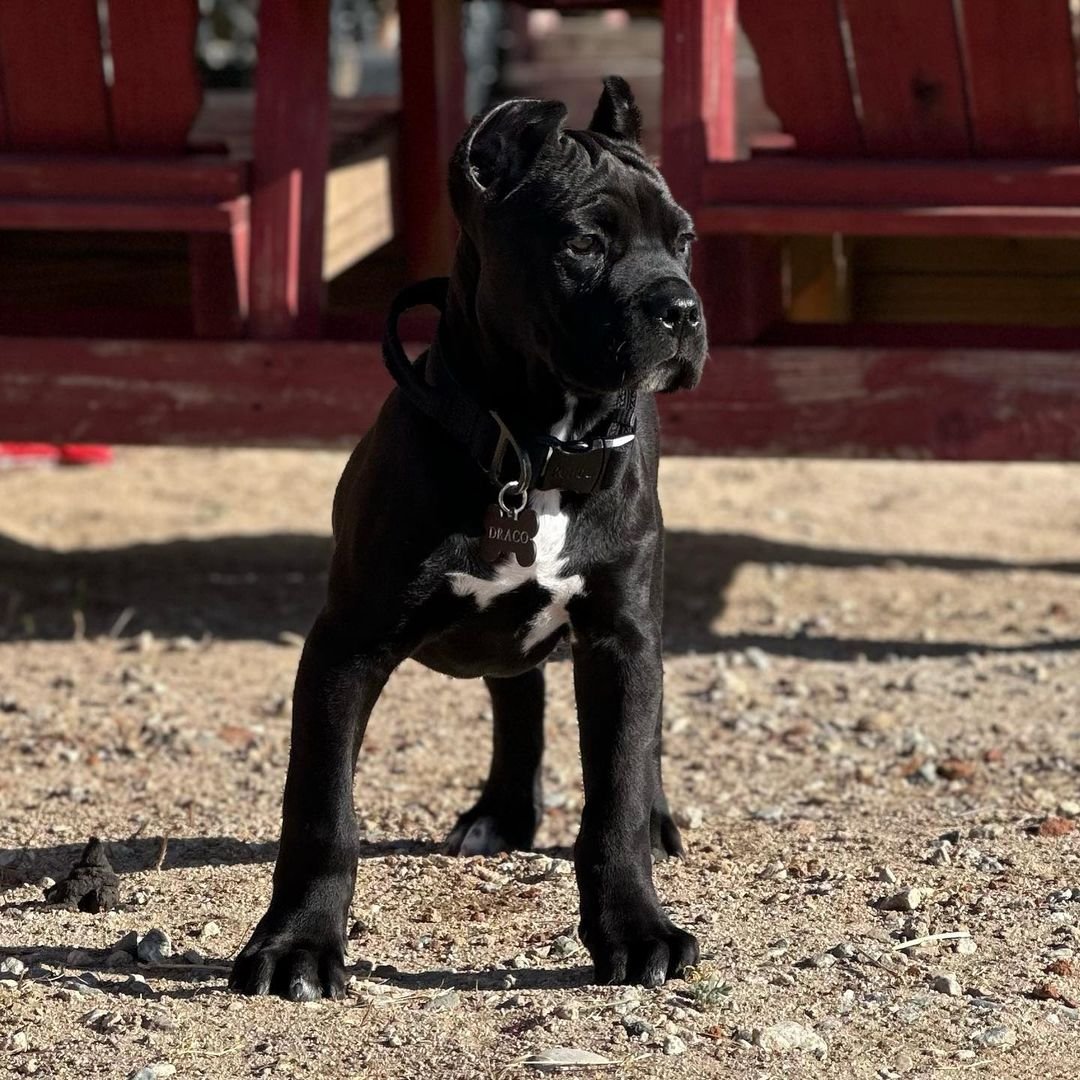 Adorable Cane Corso companion
