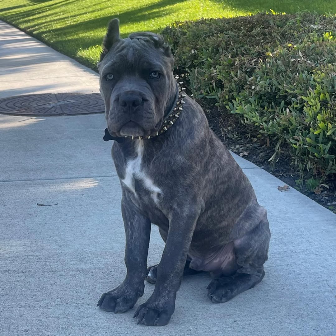 Sweet Cane Corso looking for a family