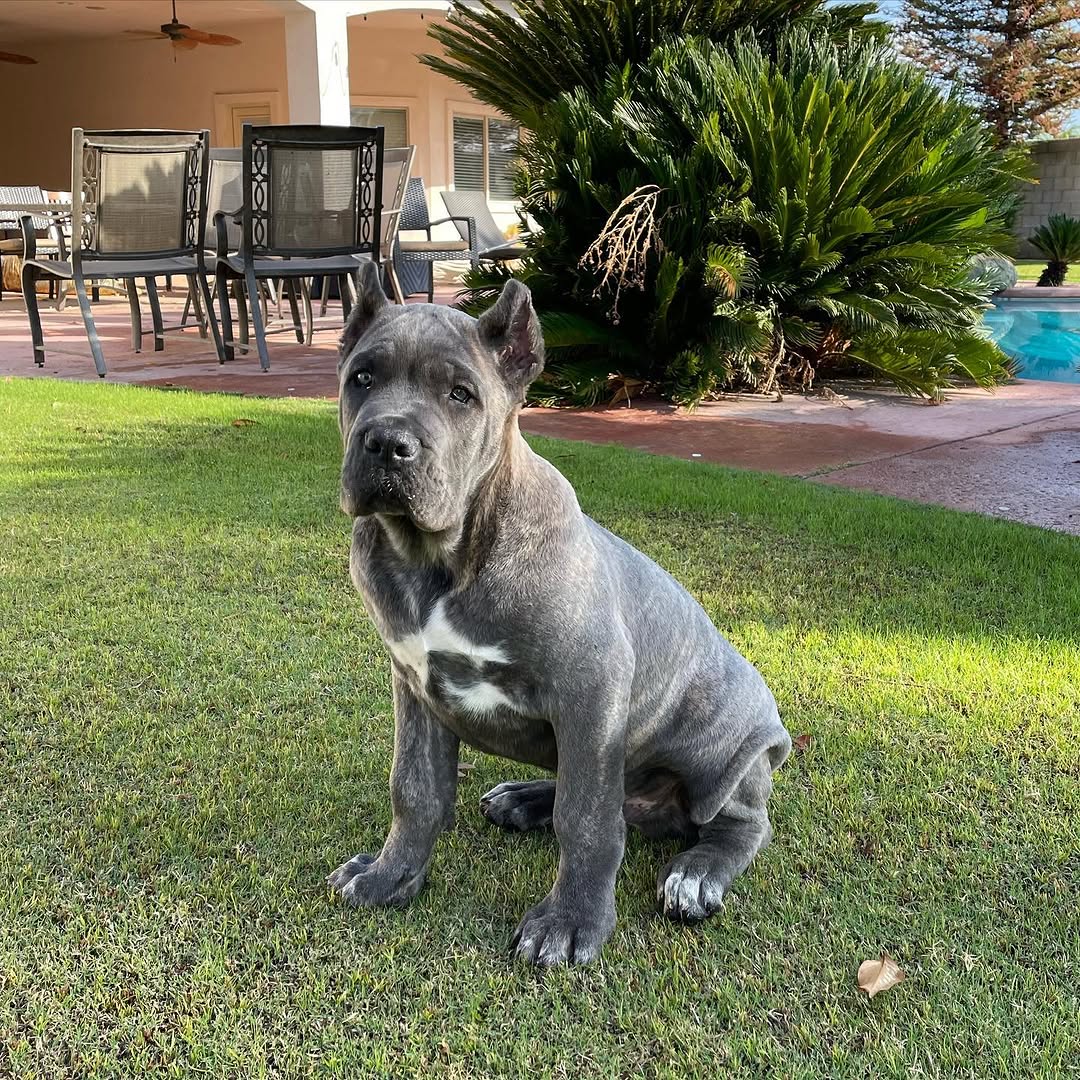 Kimba