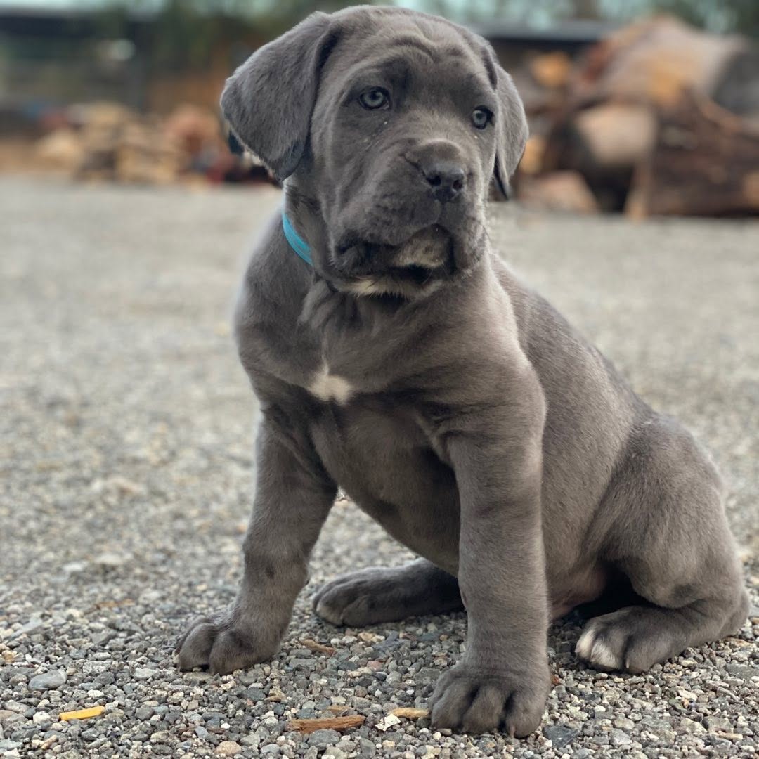 Milo