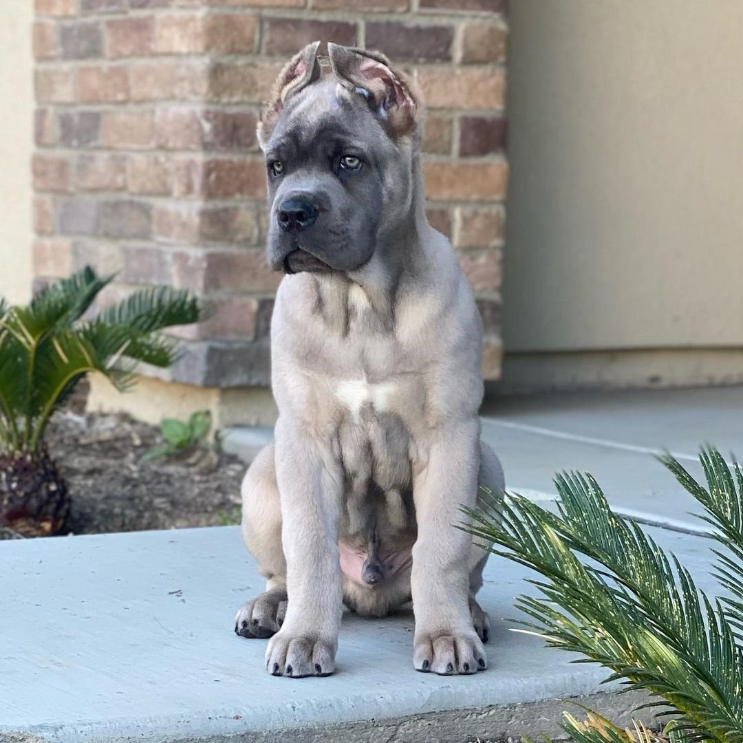 The Happy Cane Corso - Book Cover