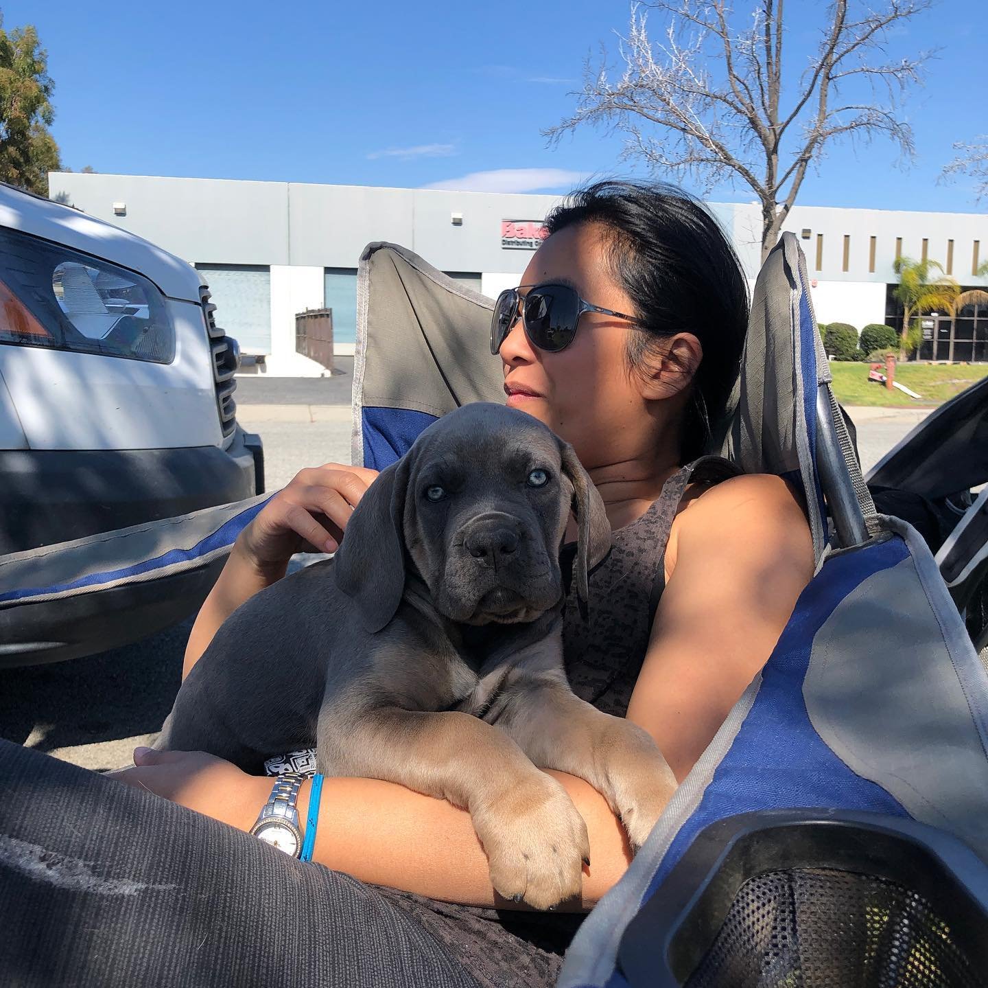 Happy Cane Corso family