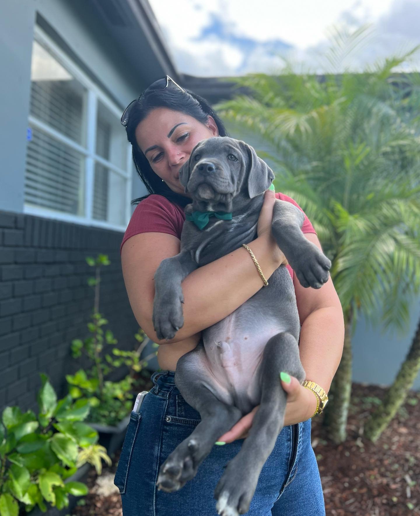 Happy Cane Corso family